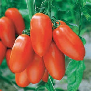 Puede incluir: Un racimo de tomates Roma oblongos y maduros, de color rojo-naranja vibrante, unidos a tallos y hojas verdes. Los tomates tienen piel lisa y parecen frescos. La imagen muestra un primer plano de los tomates.