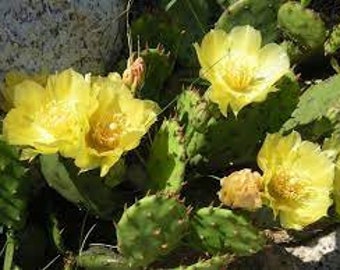 Dried flowers of prickly pears, dried in the open air, without treatment, Dried flowers of organic prickly pears