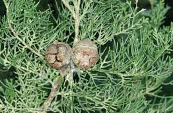 Cupressaceae, Feuilles de Cypres, Les Herbes, Épices, Plantes Médicinales, Produits Mon Jardin, Cupr