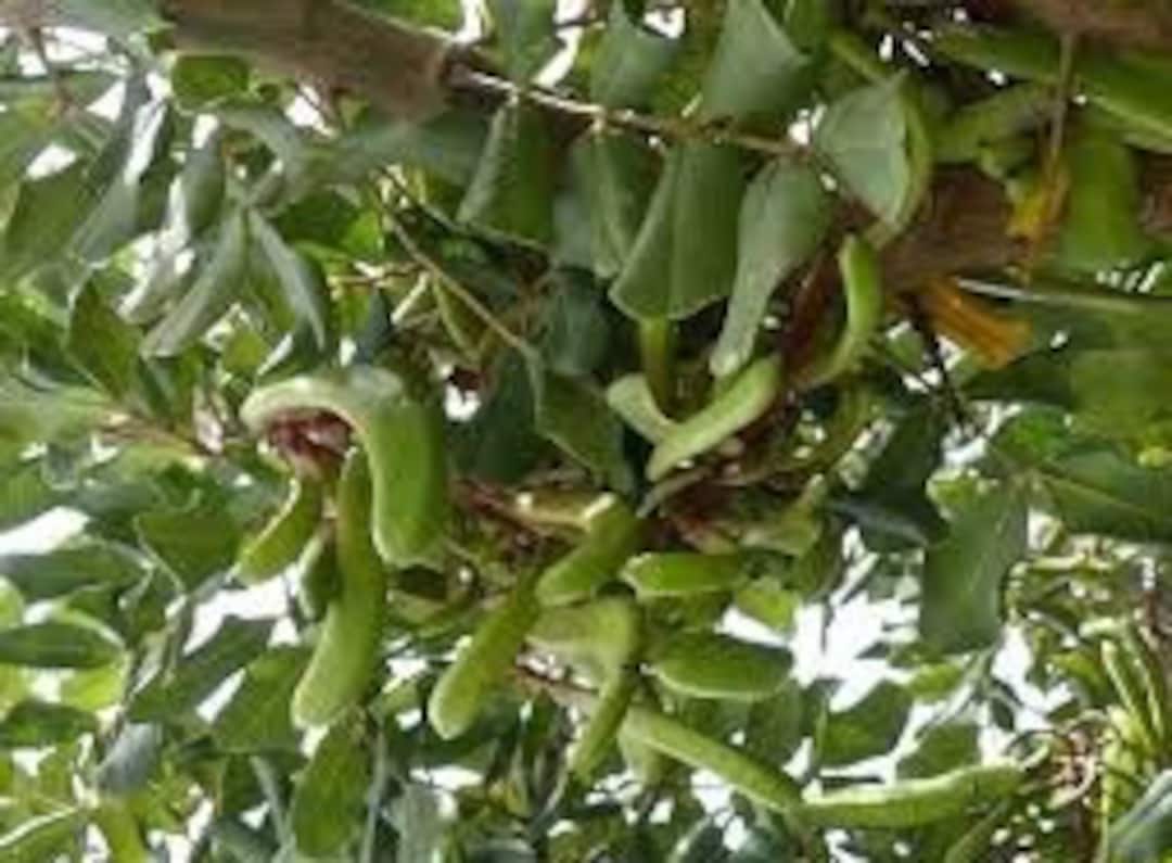 Carob Tree, Dried Leaves, Carob Leaves, Organic Carob Tree, Without
