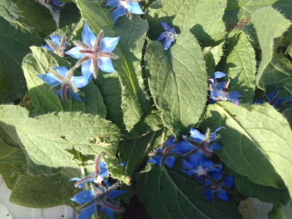 Racines de Bourrache Séchées, Les Herbes, Épices, Produits Mon Jardin, Bourrache Bio, Cueilli et Séc