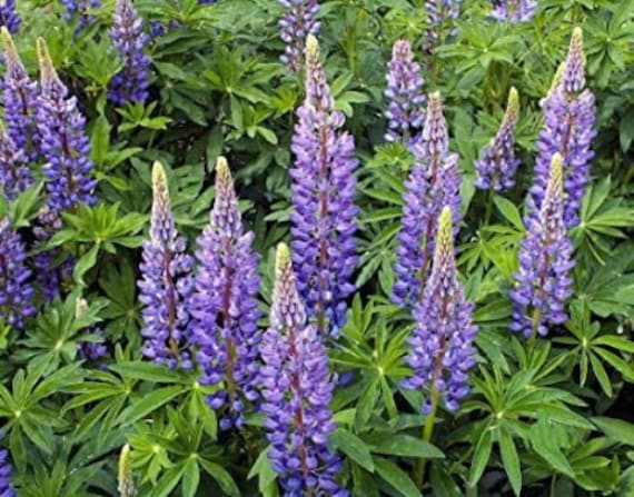 Lupin Des Jardins, Graines de Lupin, Lupin Lupin, Lupinus Polyphyllus, Russell Hybride, Plante Bio, 