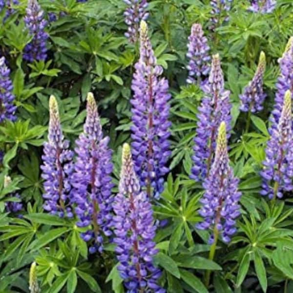 Lupin des jardins,graines de lupin,Lupin des jardins,graines de lupin,Lupinus polyphyllus,Russell hybride,plante Bio,fleur bio,non traité