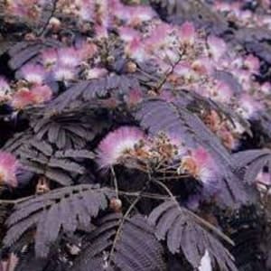 Könnte beinhalten: Nahaufnahme eines Mimosenbaums mit dunkelvioletten Blättern und Büscheln aus rosa und weißen Blüten. Die Blüten haben ein flauschiges, pomponartiges Aussehen. Das Bild hebt das einzigartige Laub und die Blüten des Baumes hervor.