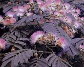 Graines de Albizia julibrissin,Summer Chocolate,Arbre à soie,graines biologiques,produit de mon jardin,non traitées