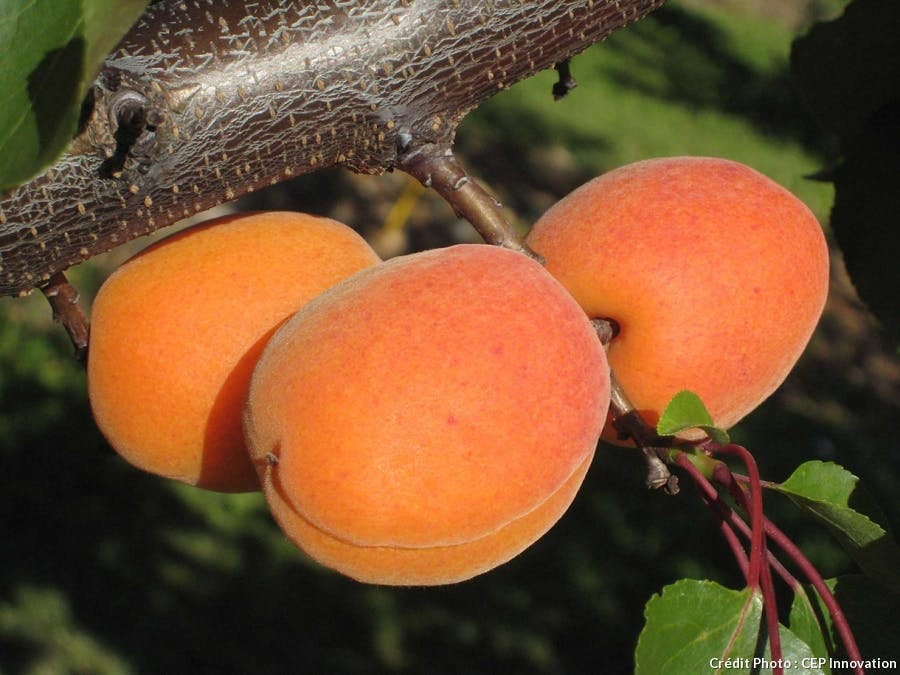 Noyau de Abricot Bio, Abricot Biologique, Grand Fruits, Produits Mon Jardin, Fruits Biologique