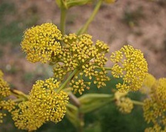 Ferula-Wurzeln, Ferula, Bio-Produkte, ohne jegliche Behandlung