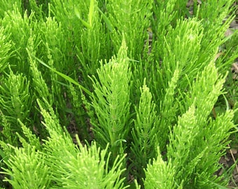 Field horsetail, Horsetail leaves, herbs, spices, products from my garden, Organic field horsetail, untreated, Picked and dried in the open air