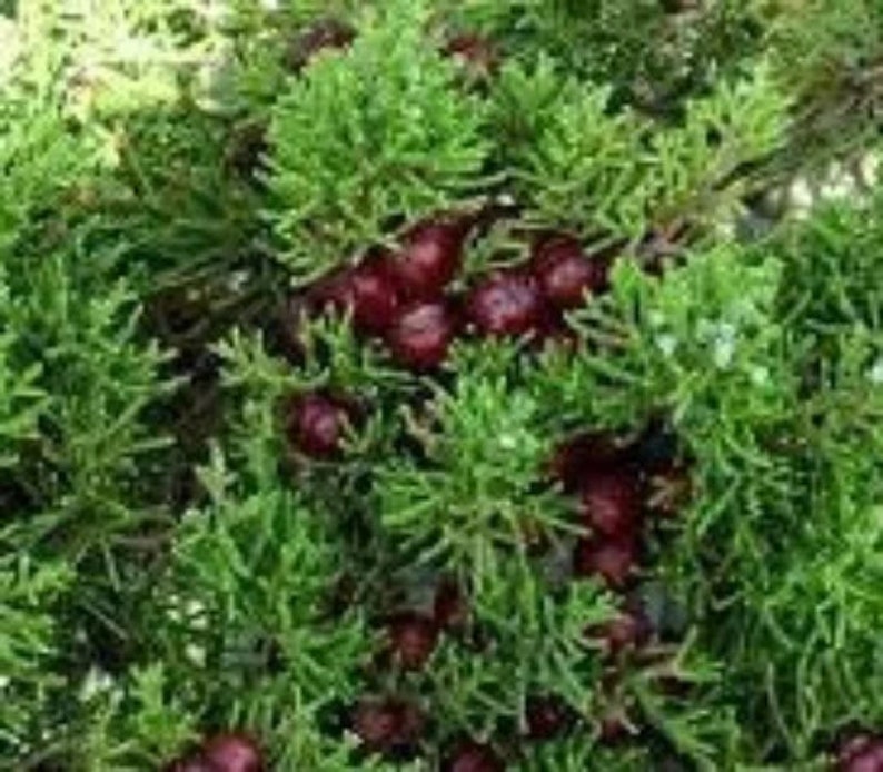 Phoenician juniper, Juniperus phoenicea, juniper seeds, organic plant, products from my garden, untreated image 1