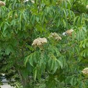 Tetradium daniellii Samen, Honigbaum, Daniels Tetradium, Tausendblumenbaum, Bio-Samen, Blumen aus meinem Garten