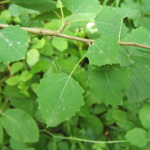 Aspen leaves, European aspen, Aspen, Populus tremula, products from my garden, organic poplar, without any treatment
