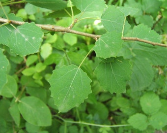 Feuilles de peuplier tremble,Tremble d'Europe,Peuplier tremble,Populus tremula,produits de mon jardin,peuplier bio,sans aucun traitement