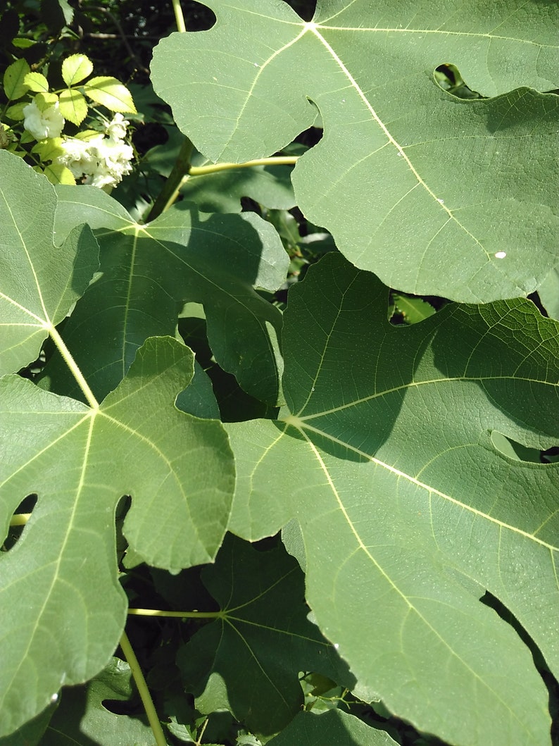 Dried Leaves Fig Leaves Herbs and Spices Products of My Etsy