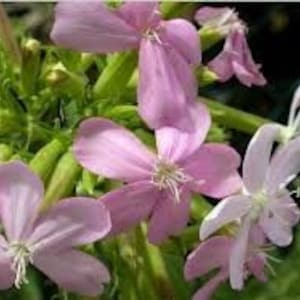 Seifenkraut, Seifenkraut, Seifenkrautsamen, Saponaria officinalis, Seifenkraut, rosa Blüten, Bio-Blumen, aus meinem Garten