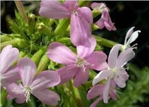 Saponaire Officinale, Herbe à Savon, Graines d'herbe Savon, Saponaria Officinalis, La Saponaire, Fle