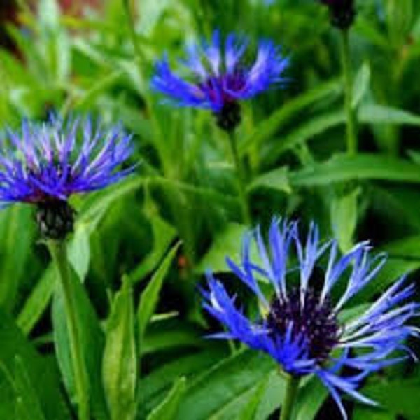 Seeds of knapweed, jacea or barbel, BLEUET MONTAGNES, Perennial bluet, Centaurea montana,