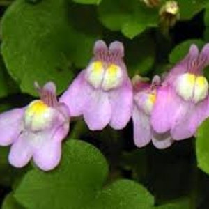 Wall cymbalaria, Wall cymbalaria seeds, Cymbalaria muralis, Linaria cymbalaria, Cymbal toadflax, Wall toadflax, Ruin of Rome image 2