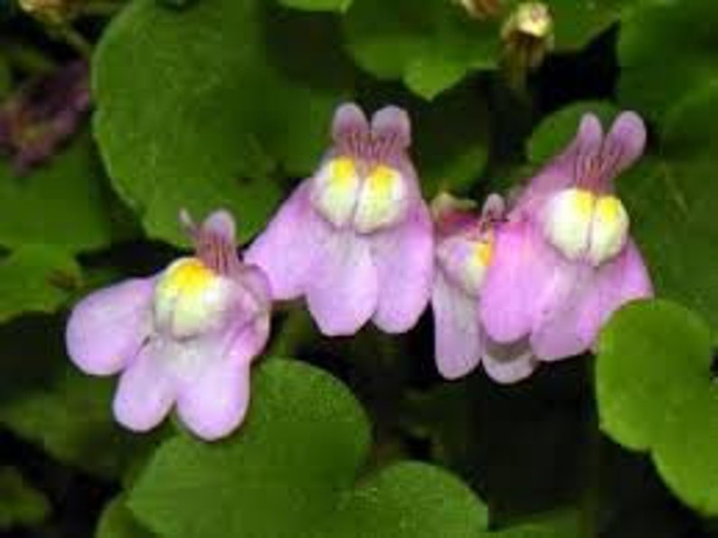 Wall cymbalaria, Wall cymbalaria seeds, Cymbalaria muralis, Linaria cymbalaria, Cymbal toadflax, Wall toadflax, Ruin of Rome image 2