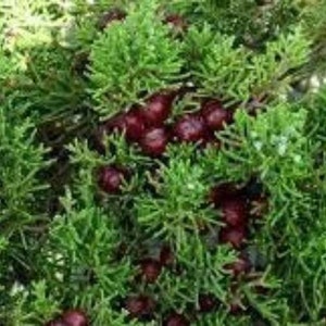 Dried leaves of Phoenician Juniper, Juniperus phoenicea, red juniper leaves, organic plant, products from my garden, untreated image 1