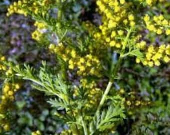 Artemisia annua, getrocknete Blätter, zerkleinerte Blätter des Einjährigen Beifußes, im Freien getrocknet, ohne Behandlung, Bio Artemisia annua