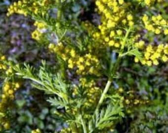 Artemisia annua,feuilles sechées,feuilles ecrasées d'armoise annuelle,séchées à l'air libre,sans traitement,Artemisia annua biologique