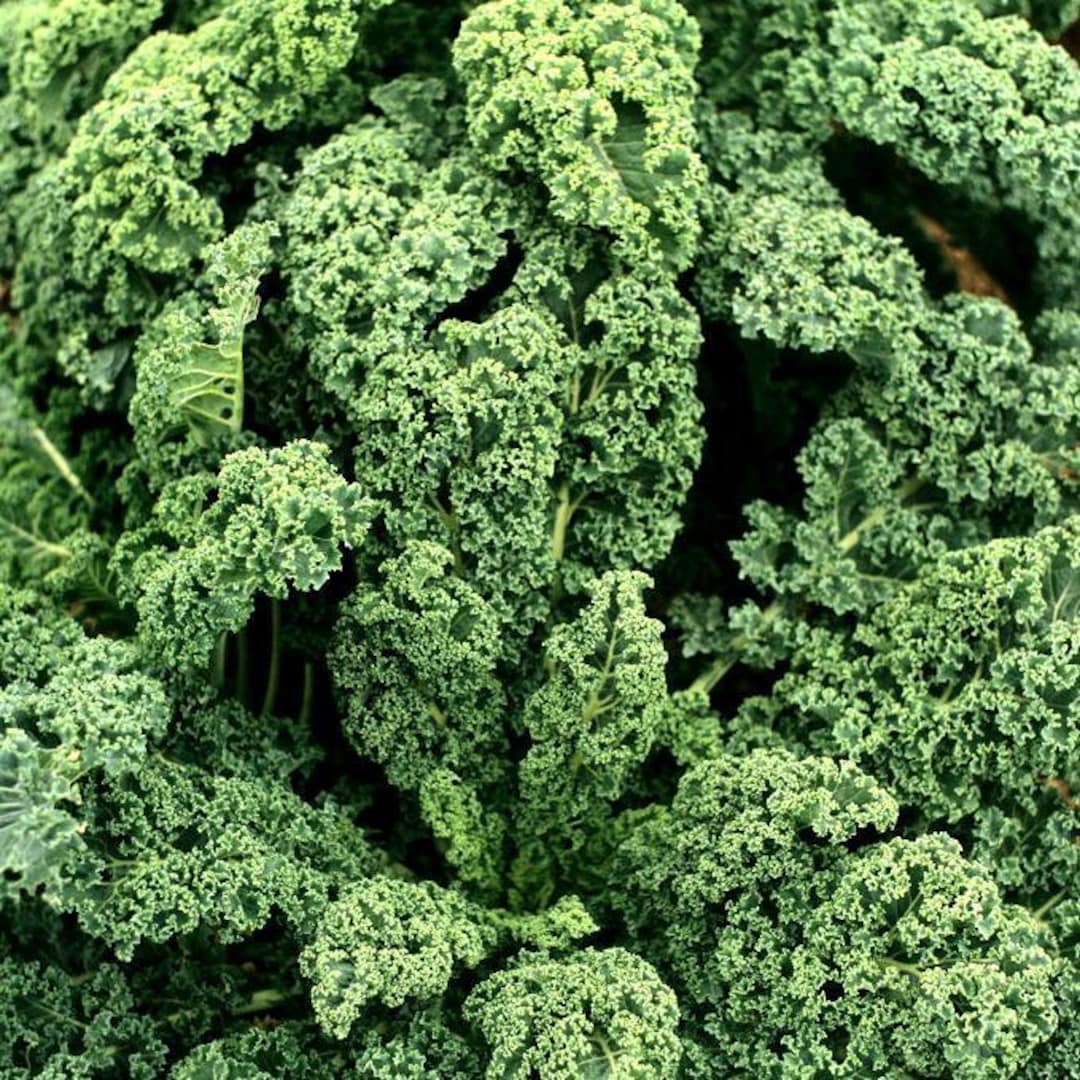 Kale Seeds, Organic Cabbage, Herbs, and Spices, Produce From My