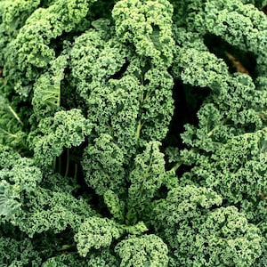 Boerenkoolzaden, biologische kool, kruiden en specerijen, producten uit mijn tuin, boerenkool, geplukt en aan de lucht gedroogd