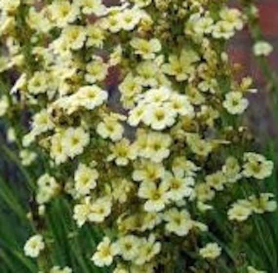 Graines de Bermudienne, Sisyrinque Striée, Sisyrinchium Striatum, Graines à Germer, Plante Bio, Sans