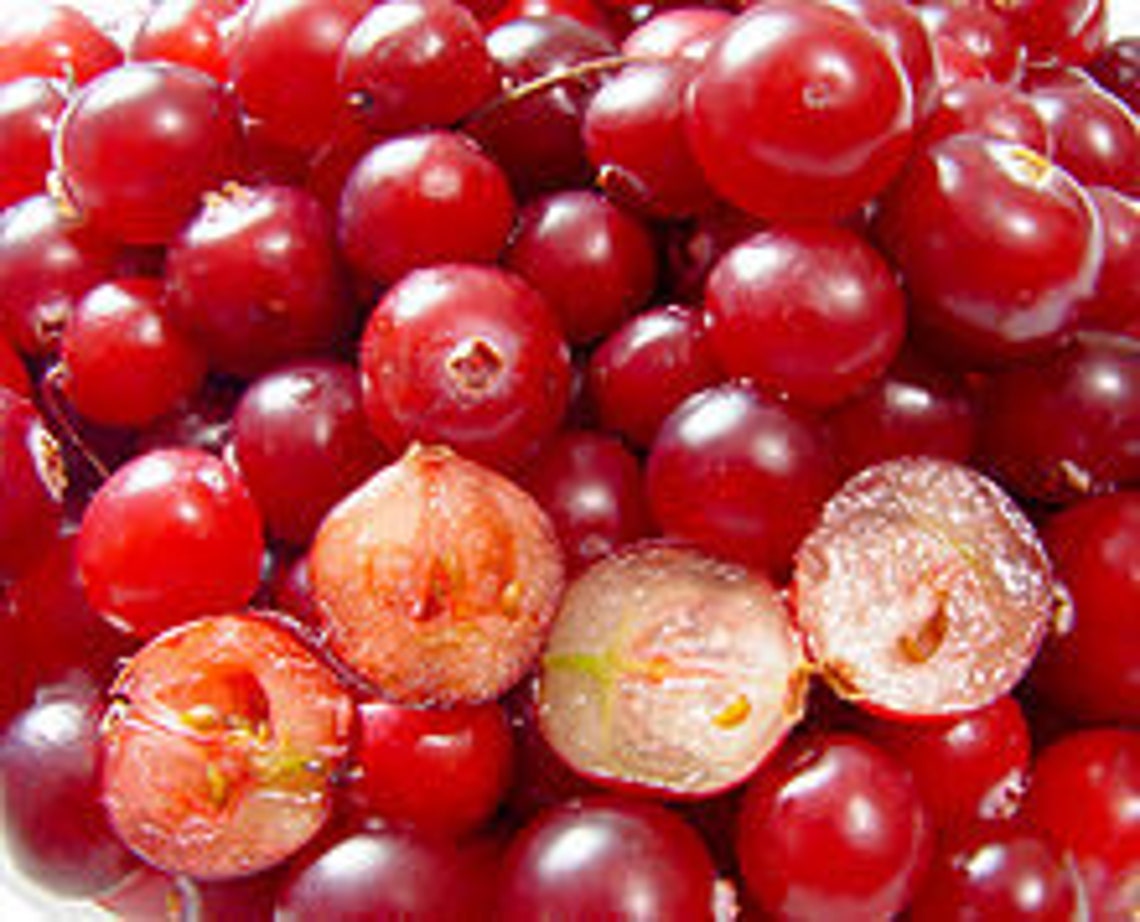 Cranberry Seeds Products From My Garden Organic Cranberry Etsy