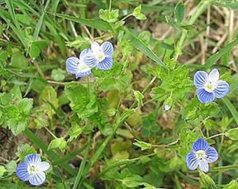 Semi Di Veronica – 450 Semi Per Giardino Interno Ed Esterno, Facili Da Coltivare E Decorativi