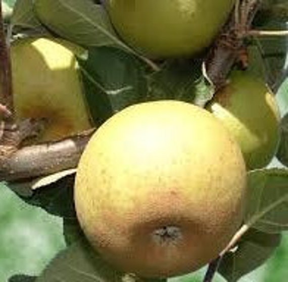 Graines de Pommes Reinette, Les Herbes, Épices, Produits Mon Jardin, Plante Bio, Cueilli et Séché, à