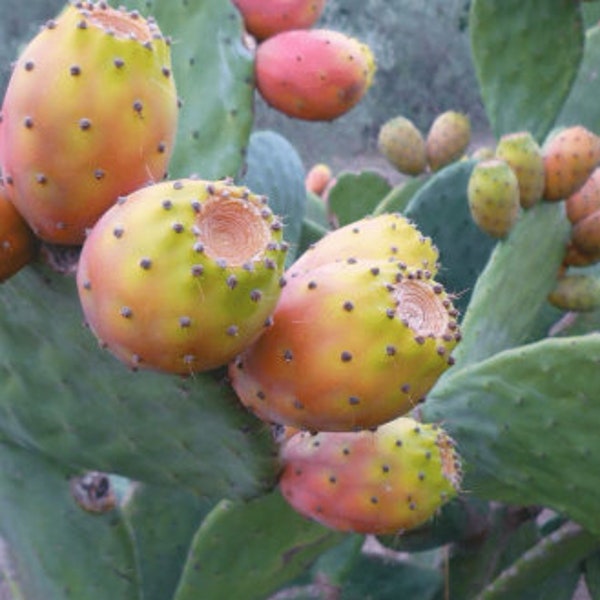 Kaktusfeige, Kaktusfeigenfruchtsamen, BIO-Kaktusfeige, Bio-Früchte, Kaktusfeige, ohne Produkte