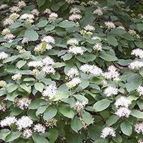 Cornouiller Sanguin, Graines de Cornouiller Sanguin, Non Traité, Produits Mon Jardin, Graines Biolog