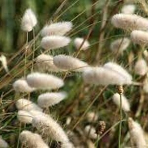 Peut inclure: Gros plan sur de l'herbe aux queues de lapin duveteuse et blanche, avec des épis de graines cylindriques et doux. Les brins d'herbe sont un mélange de vert et de beige, créant un fond naturel et texturé. L'image capture les détails délicats de la plante.