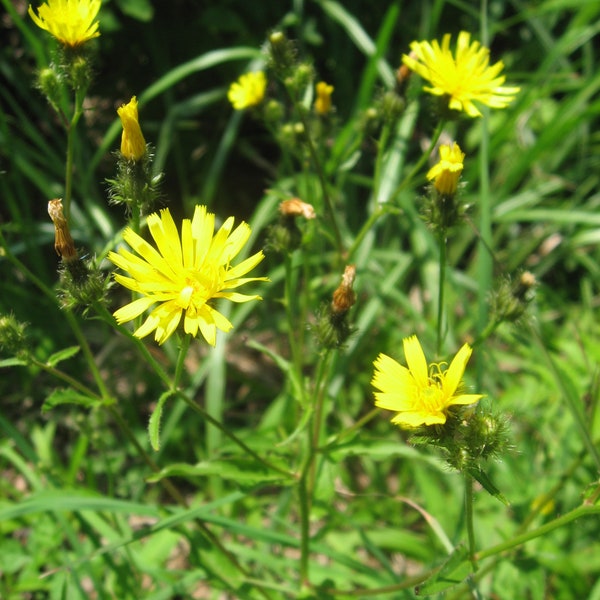 Graines de Hiéracioides Picris,La Picride fausse épervière,ou Picris fausse épervière,produits de mon jardin,fleurs bio,sans aucun produits