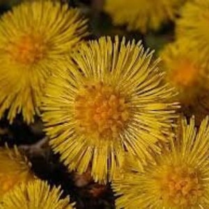Dried flowers of Coltsfoot, Tussilago farfara, donkey&#39;s foot, products from my garden, organic coltsfoot, organic plant, picked and air dried