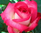 Rose seeds, pink rose, products of my garden, organic rose, non-climbing rose, without any products, without any treatment