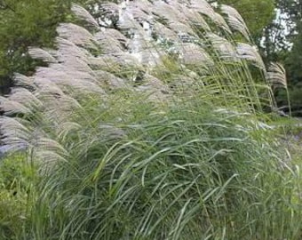 Semi di Miscanthus sinensis, semi biologici, coltivati nel mio giardino, non trattati