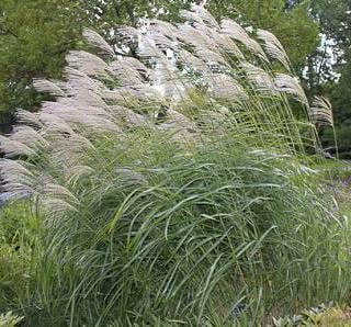 Miscanthus giganteus seeds - Etsy sterreich