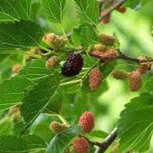 Könnte beinhalten: Nahaufnahme eines Maulbeerbaumzweigs mit reifen und unreifen Maulbeeren. Die Maulbeeren sind dunkelviolett und rot.