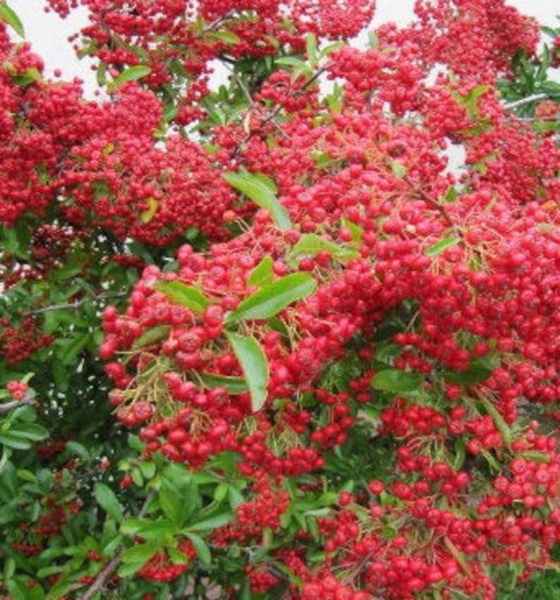 Pyracantha coccinea 'Red Column', PYRACANTHA seeds, herbs, spices, products from my garden, organic plant, organic PYRACANTHA image 2
