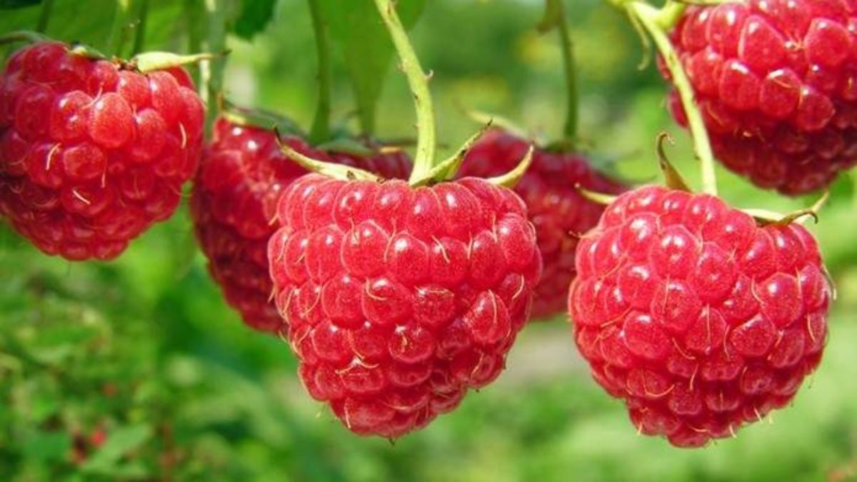 Framboise Bio, Graines de Framboise Biologique, Grands Fruits, Couleur Foncé, Fruits Biologique, Fra
