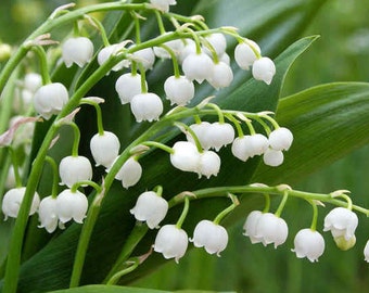 Lily of the valley seeds, herbs, spices, products from my garden, organic plant, picked and dried, in the open air,