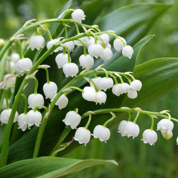 Semi di mughetto, erbe aromatiche, spezie, prodotti del mio orto, pianta biologica, raccolta ed essiccata all'aria aperta,