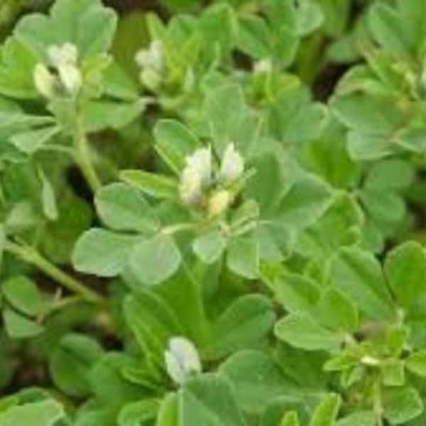 Gedroogde bladeren van fenegriek, Trigonella foenum-graecum, Trigonella, senegrain, Trigonella bladeren, producten uit mijn tuin, biologische plant