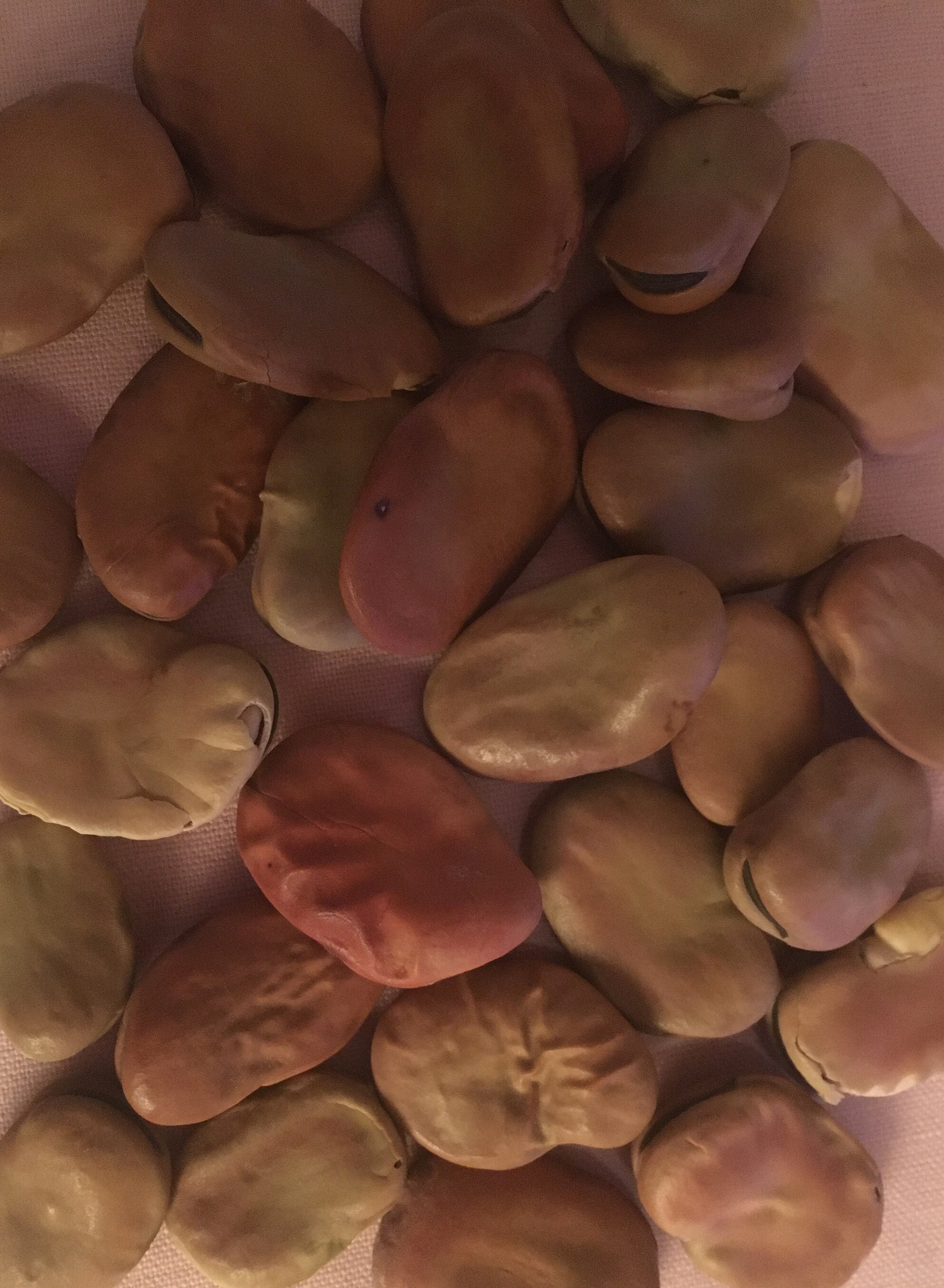 Graines de Feves 3 cm, La Fève Maraîchère, Grosse Fève, La Variété Vicia Faba, Produits Bio, de Mon 