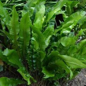 Dried leaves of Hart's-tongue fern, Asplenium scolopendrium, scolopendrium, Phyllitis scolopendrium, Spleenwort, Liverwort