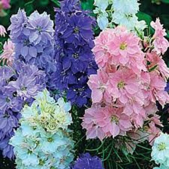 Le Genre Delphinium, Dauphinelles, Pied-D'alouette, Graines d'alouette, Produits de Mon Jardin, Plan