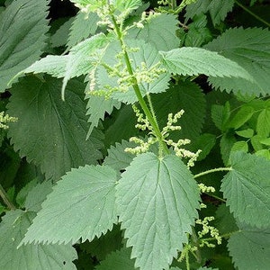 Large nettle, nettle seeds, products from my garden, organic plant, organic flower, organic nettle, without any products, without any treatment