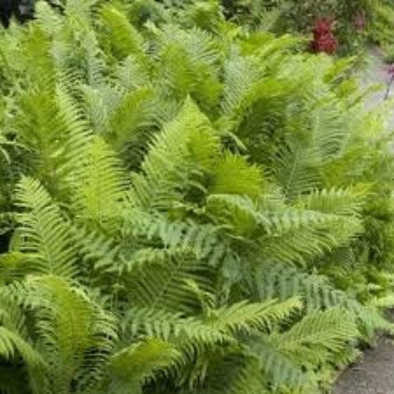 Spores de Fougère, Graines Fougère, Les Herbes, et Des Épices , Plantes Médicinales, Produits Mon Ja